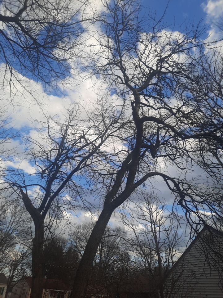 Tree Removal using Tree Removal by Mike Jones & Sons Tree Service LLC 