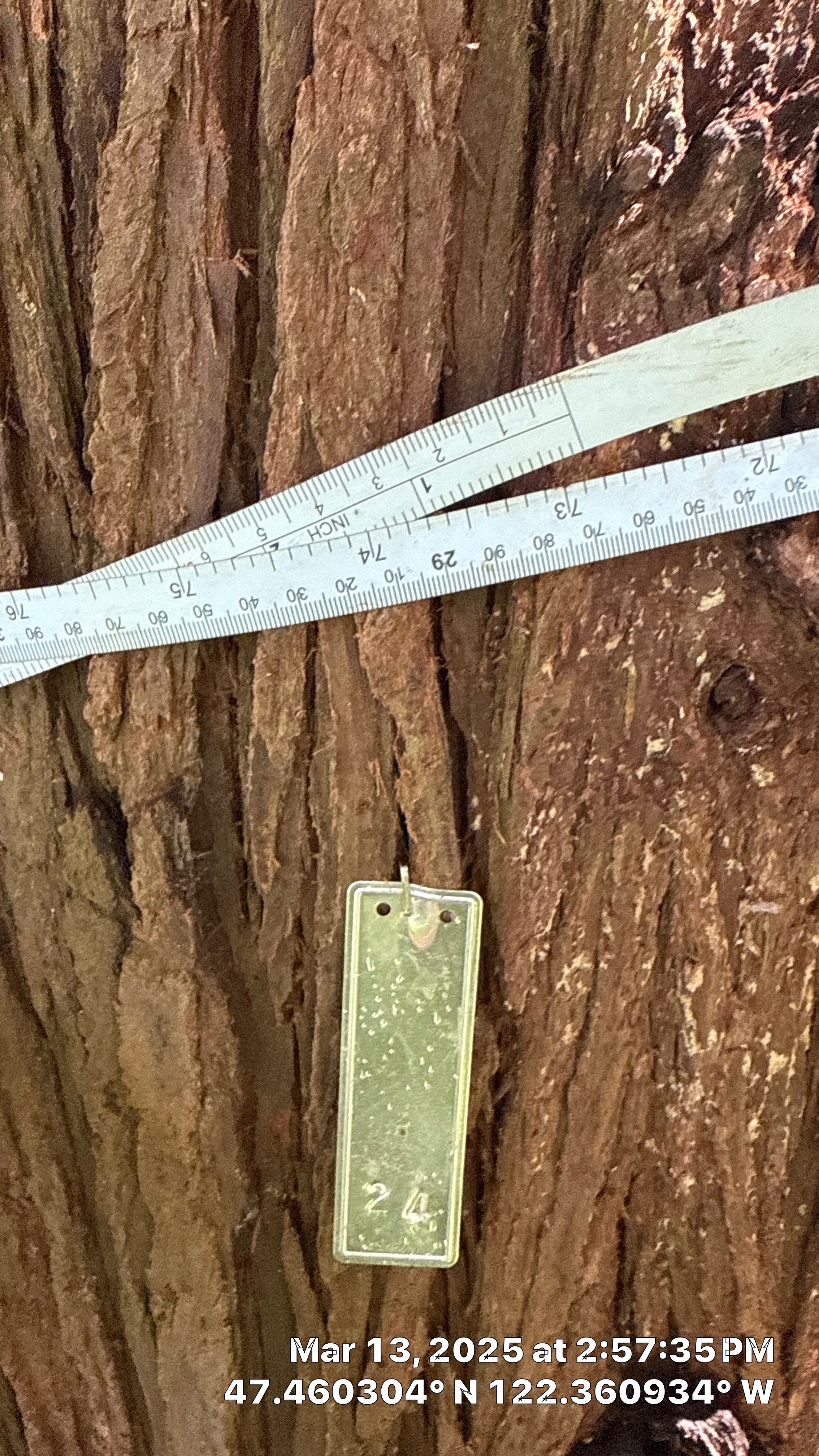 π Arborist Reporting & Tree Surveying β Code Compliance Project by Sound Tree Care LLC