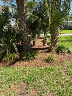 Residential | Pine Straw Install
