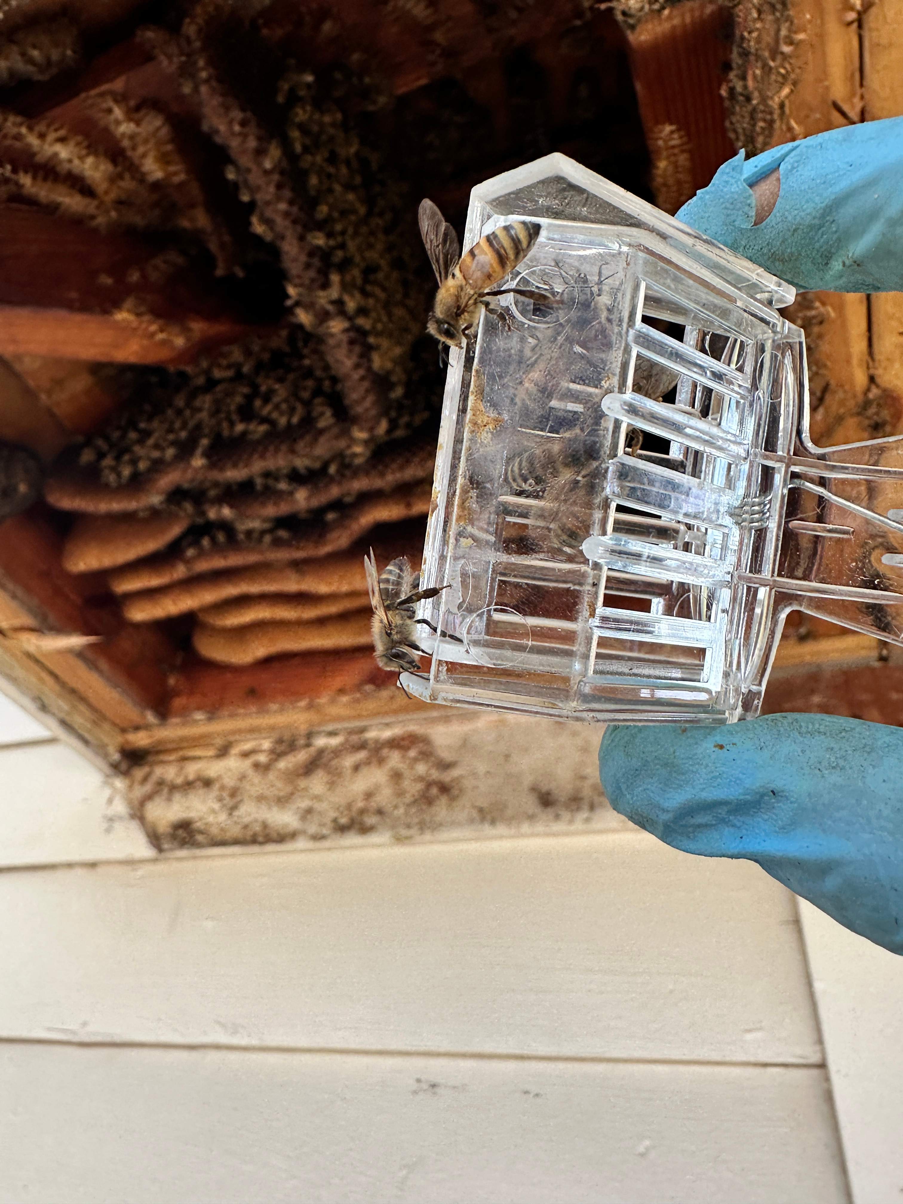 Last of 2025 by Rockwall Honey Bee Company