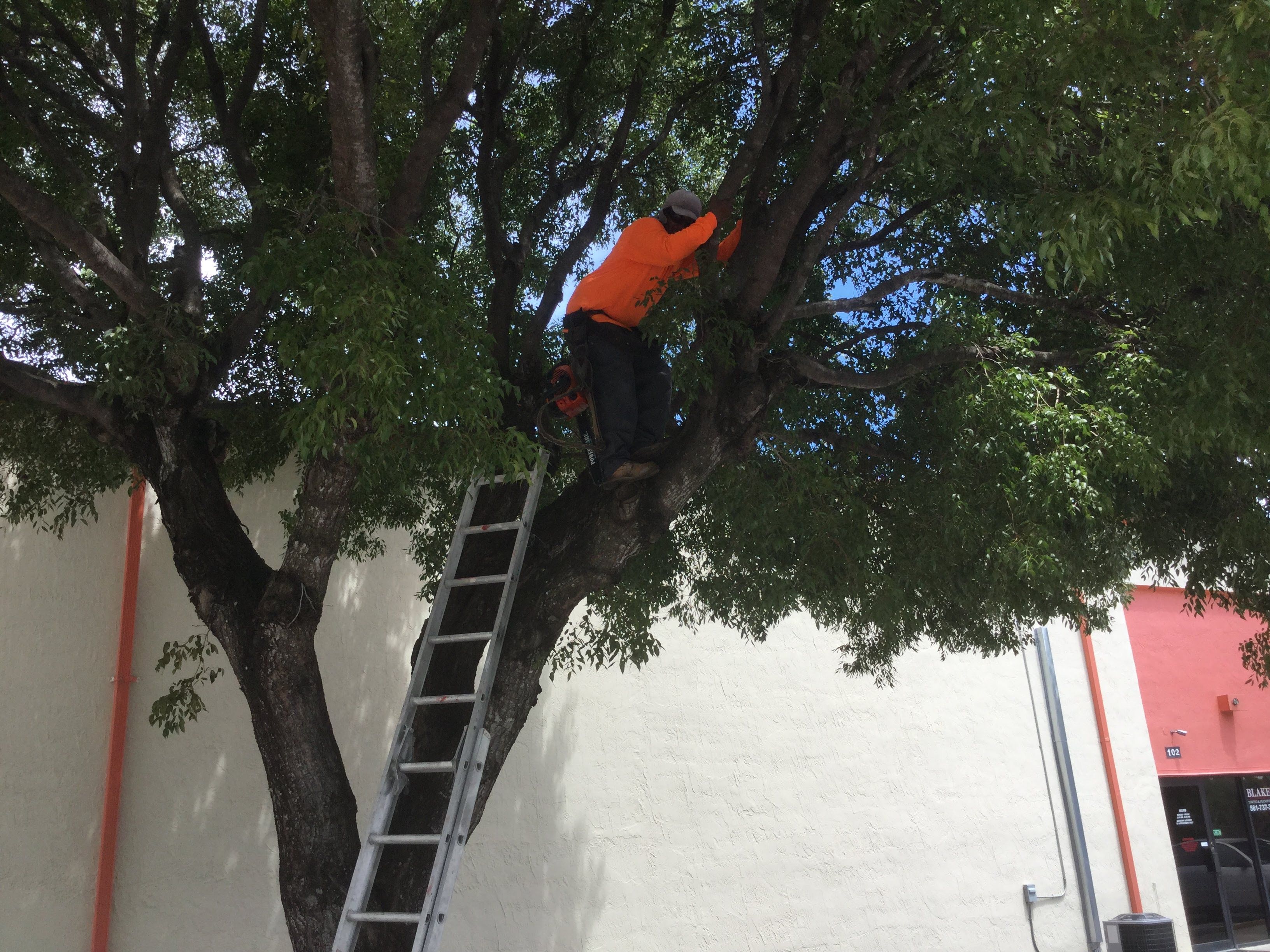 Commercial Tree Trimming & Debris Removal by
M.A.B. Landscaping & Property Maintenance
