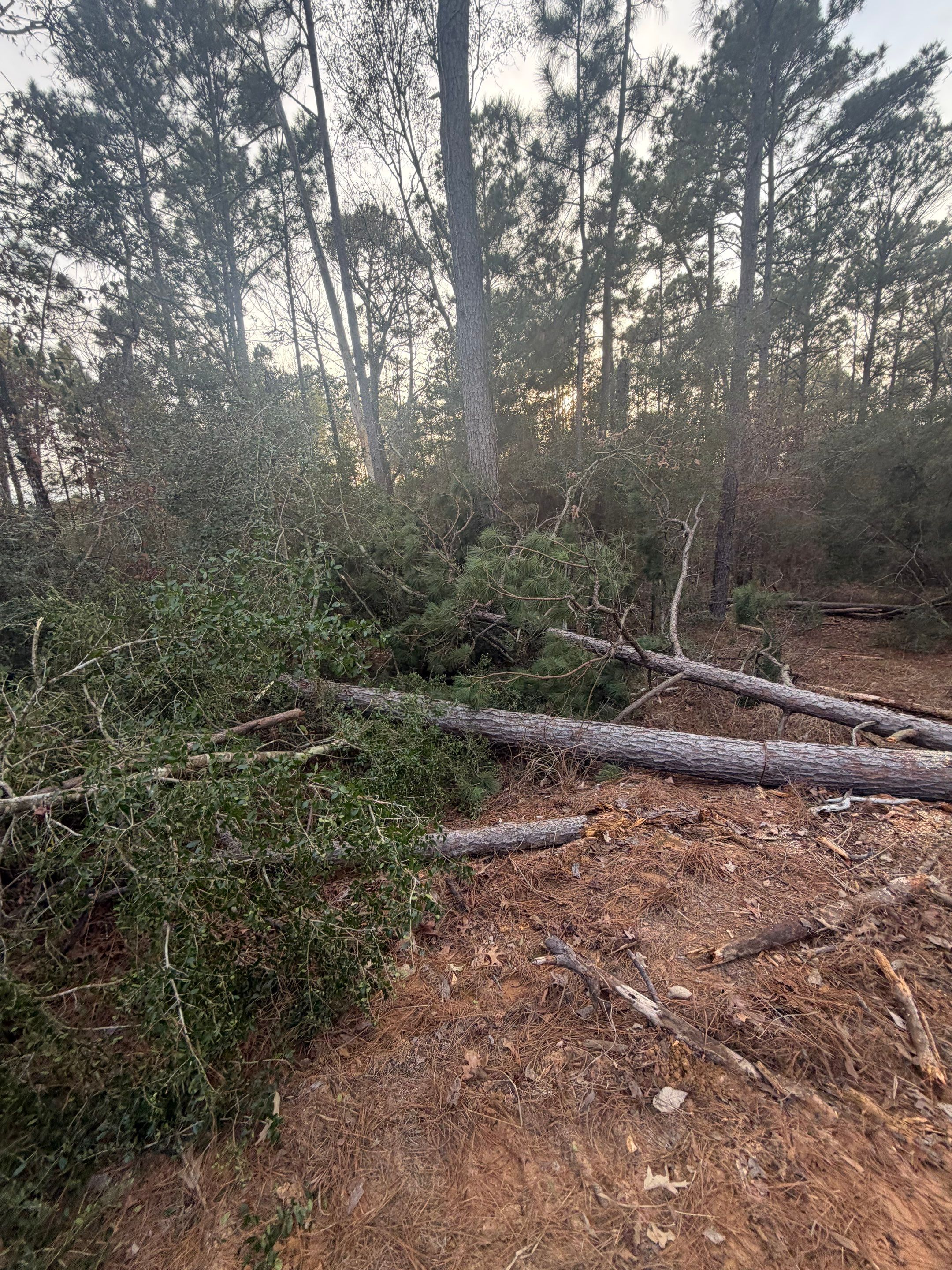 Saw Stuck In A Tree by Harden Enterprise Services LLC
