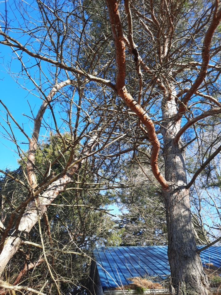 Storm Damaged Tree Removal  using Tree Removal by Mike Jones & Sons Tree Service LLC 