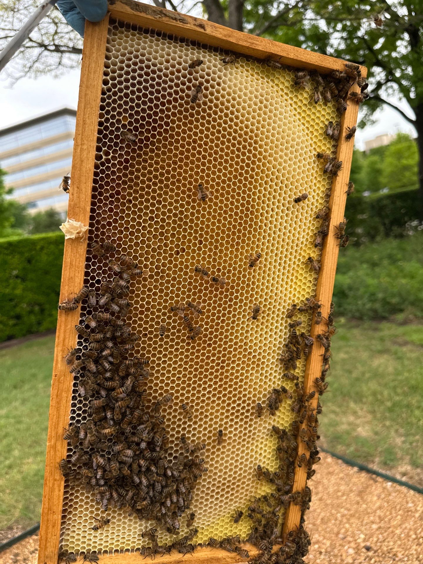 Richdardson Corporate Bees by Rockwall Honey Bee Company