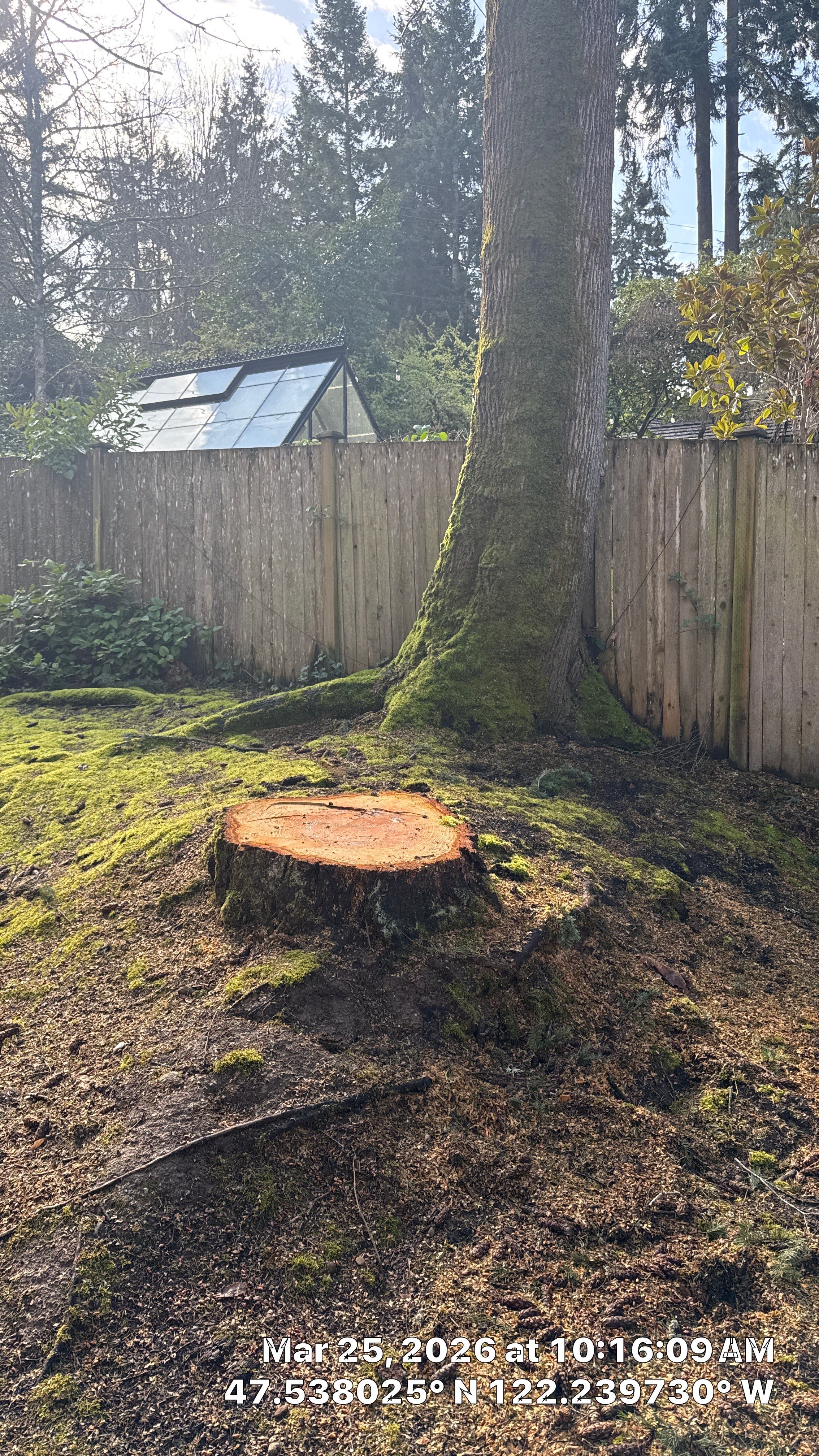 Hazardous Douglas-Fir Tree Removal and Tree Risk Assessment in Mercer Island, WA by Sound Tree Care LLC