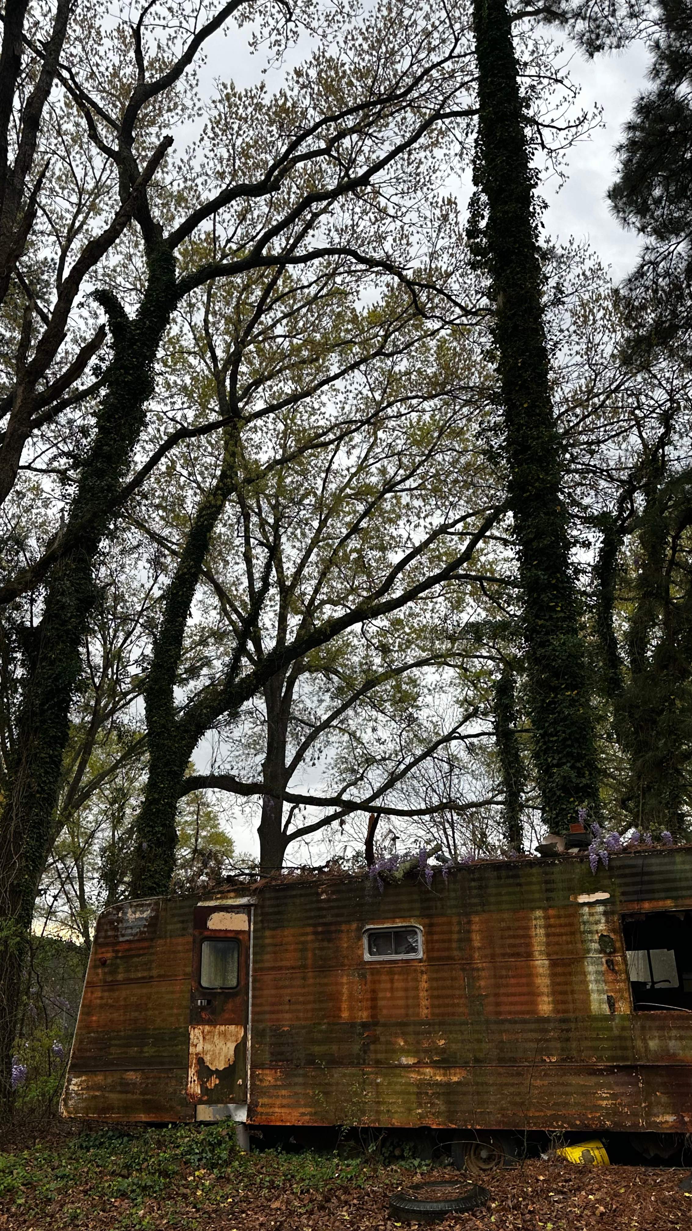 BeeGirl ETX HQ by Rockwall Honey Bee Company