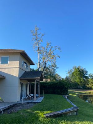 Deerwood Resident | Tree De-mossing