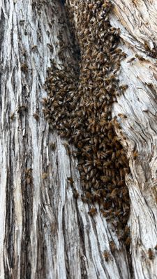 Cavern-Crack Tree Bees