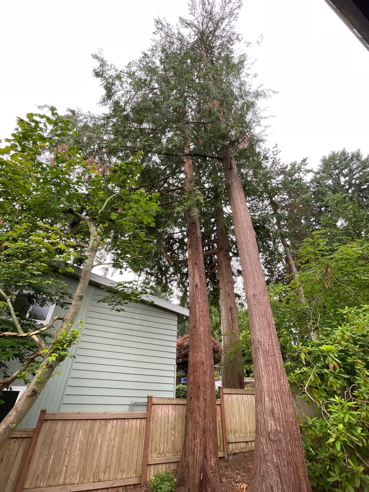 🌿Tree Inventory Showcase – Lake Forest Park, WA by Sound Tree Care LLC