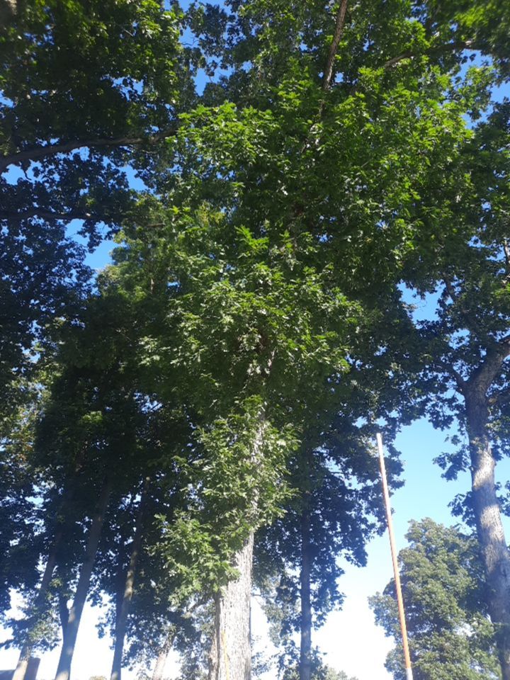 Tree Trimming using Tree Pruing by Mike Jones & Sons Tree Service LLC 