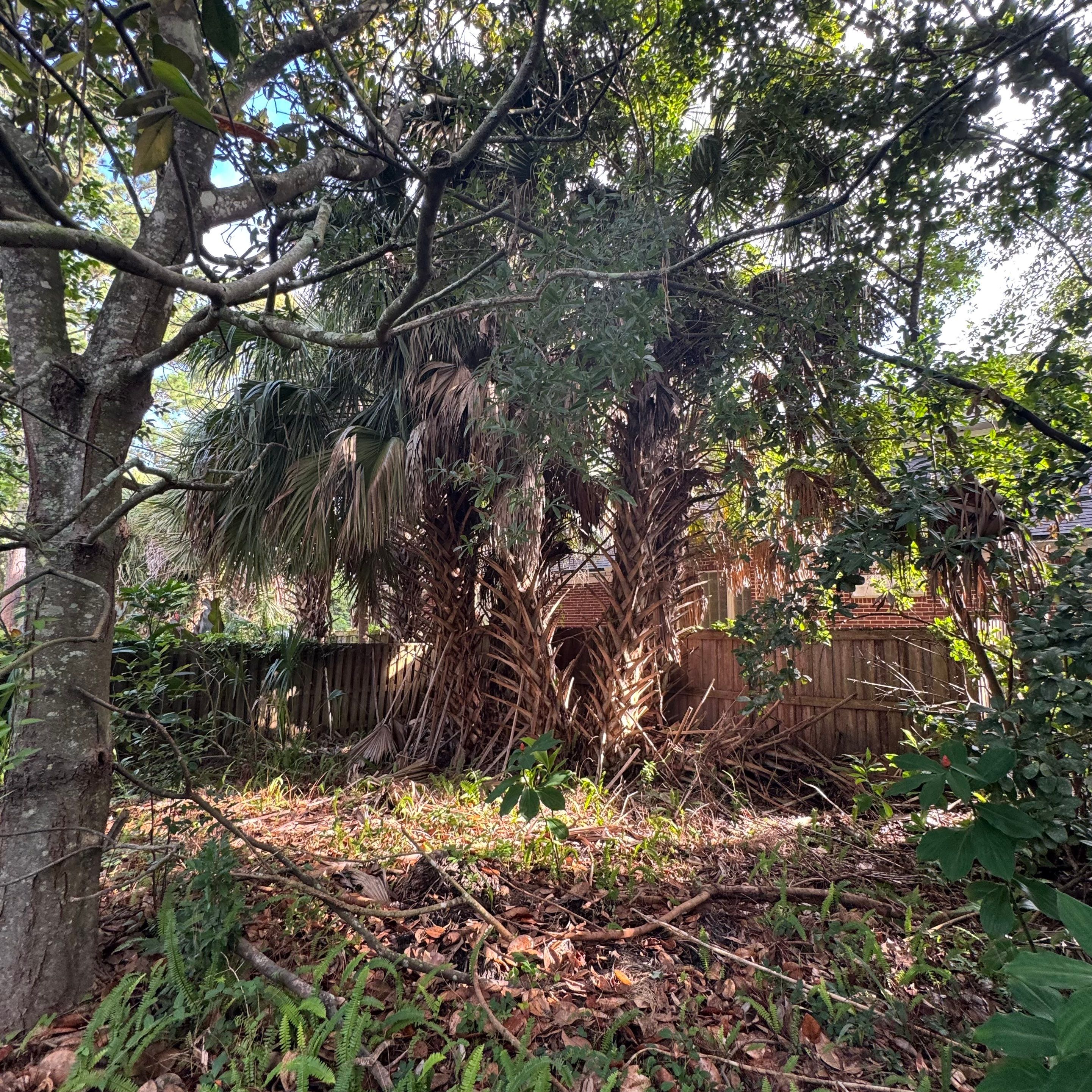 Deerwood Resident | Palm Tree Trimming & Booting by ProGreen Services