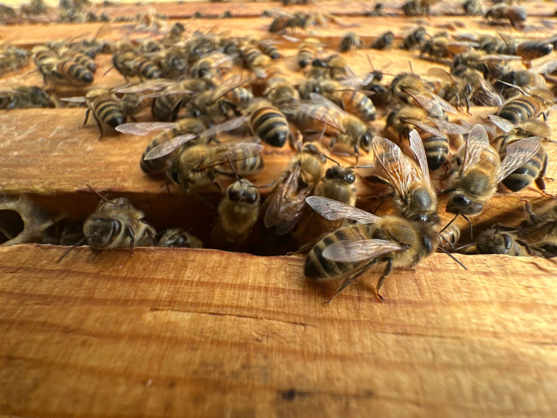 Big Rig Lot Bees by Rockwall Honey Bee Company