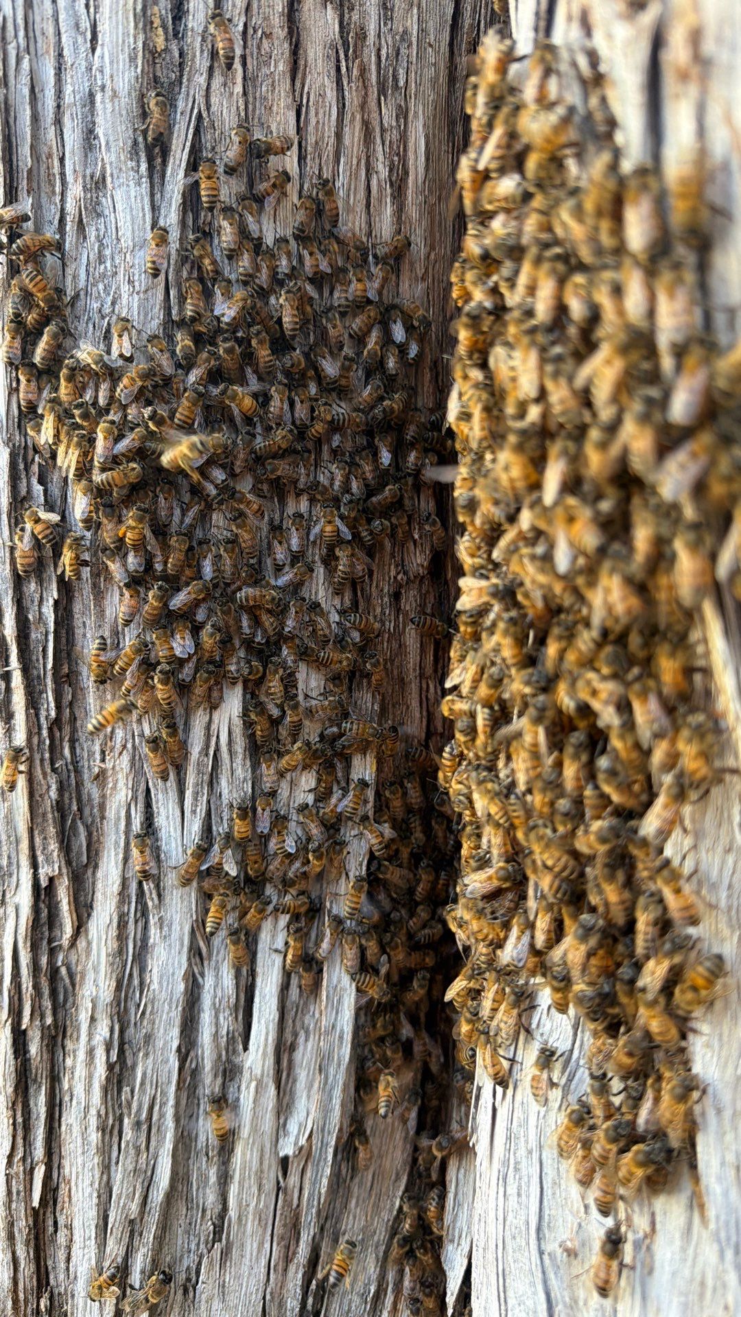 Cavern-Crack Tree Bees by Rockwall Honey Bee Company