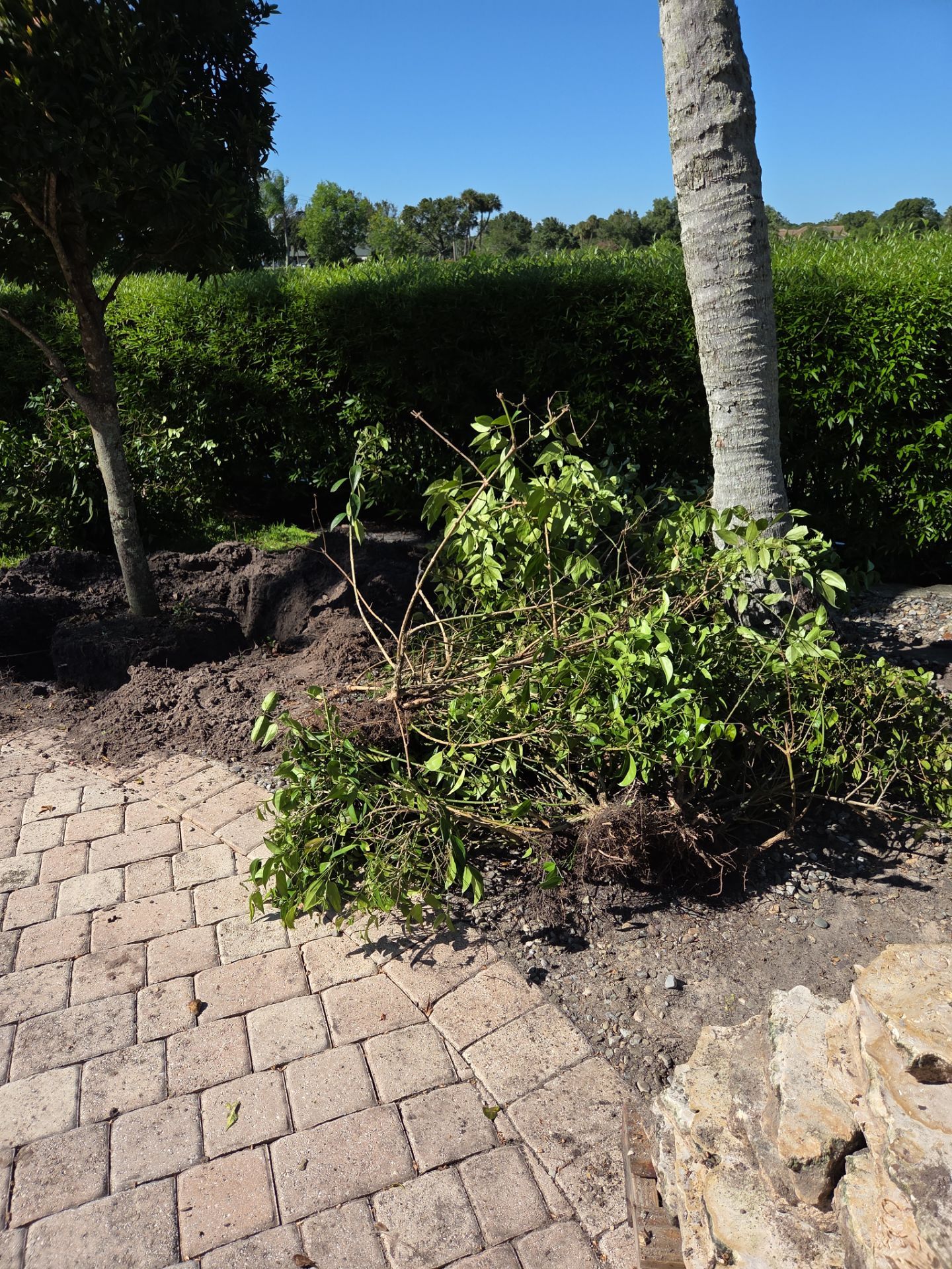 Hammock Creek Estate | Phase 1 – The Art of Precision Removal by Alpha Zeta Enterprises Inc