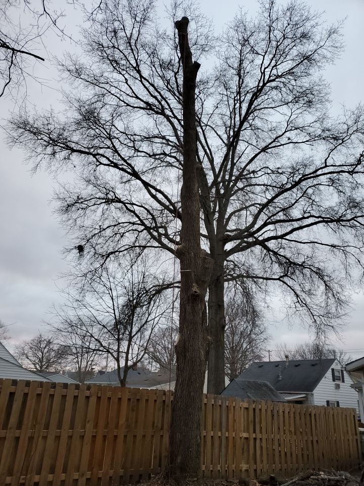 Tree Removal using Tree Removal by Mike Jones & Sons Tree Service LLC 