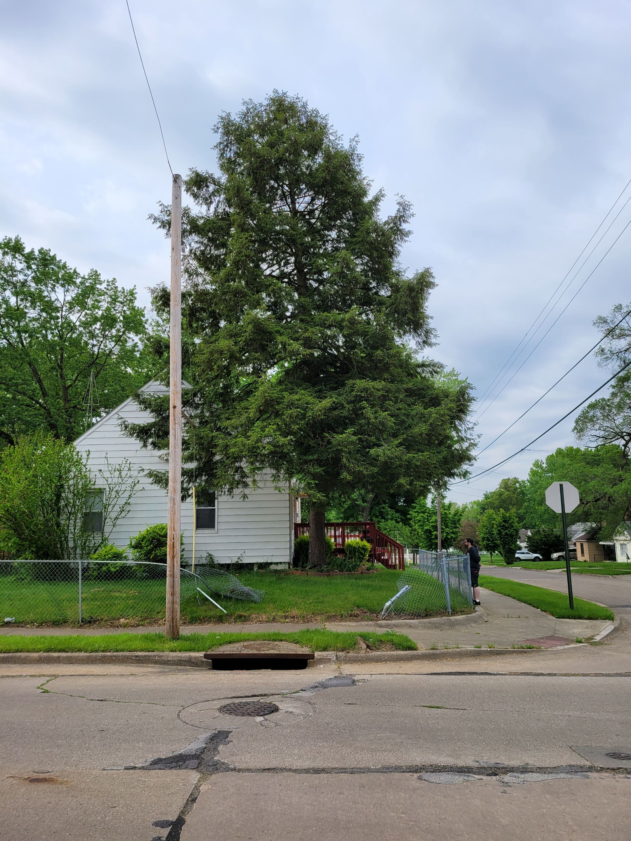 Tree Removal using Tree Removal by Mike Jones & Sons Tree Service LLC 