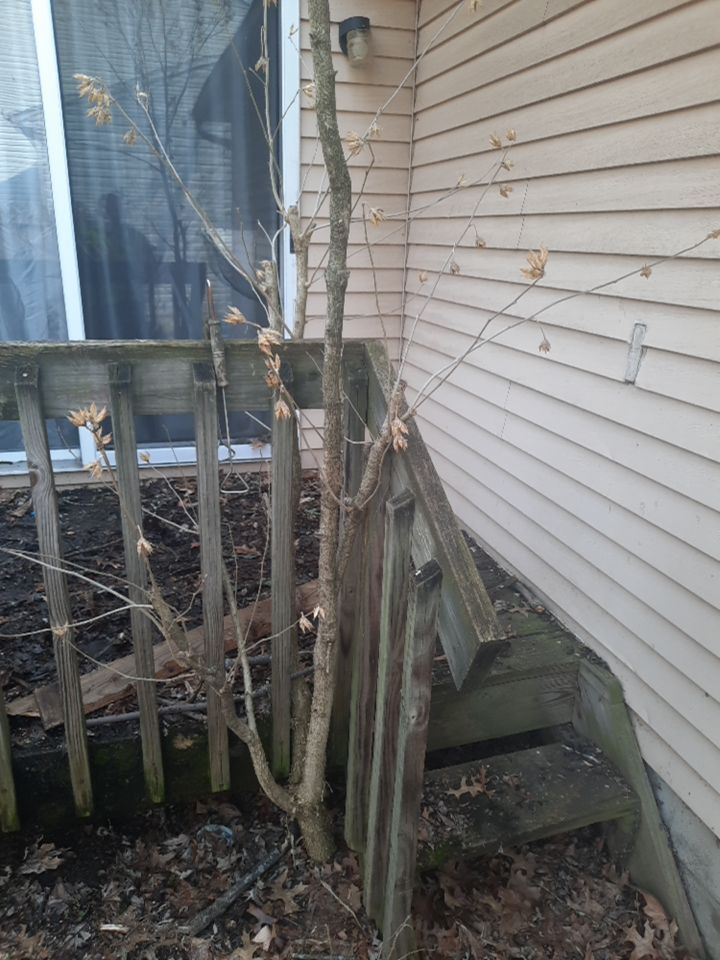 Tree Removal using Tree Removal by Mike Jones & Sons Tree Service LLC 