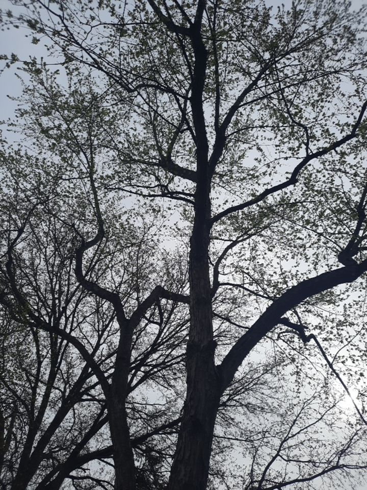 Tree Removal using Tree Removal by Mike Jones & Sons Tree Service LLC 