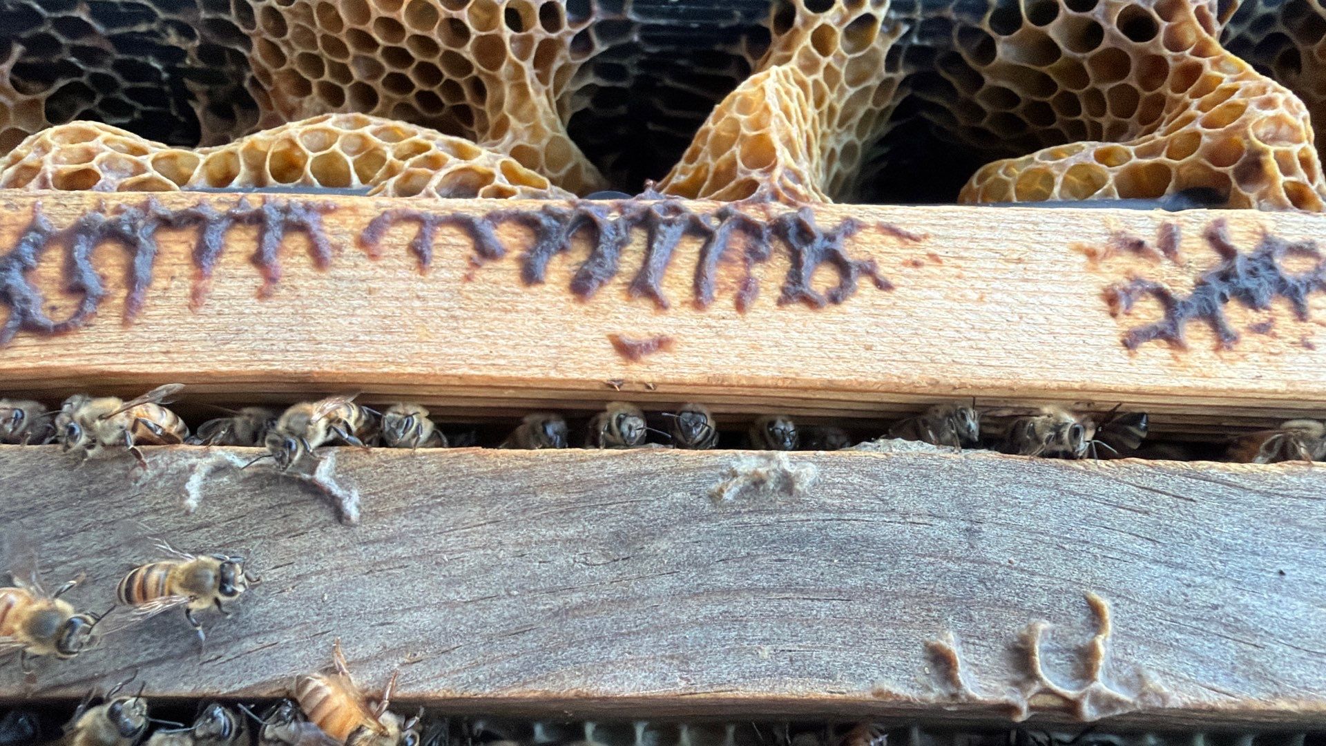 Flood Culvert Bees by Rockwall Honey Bee Company