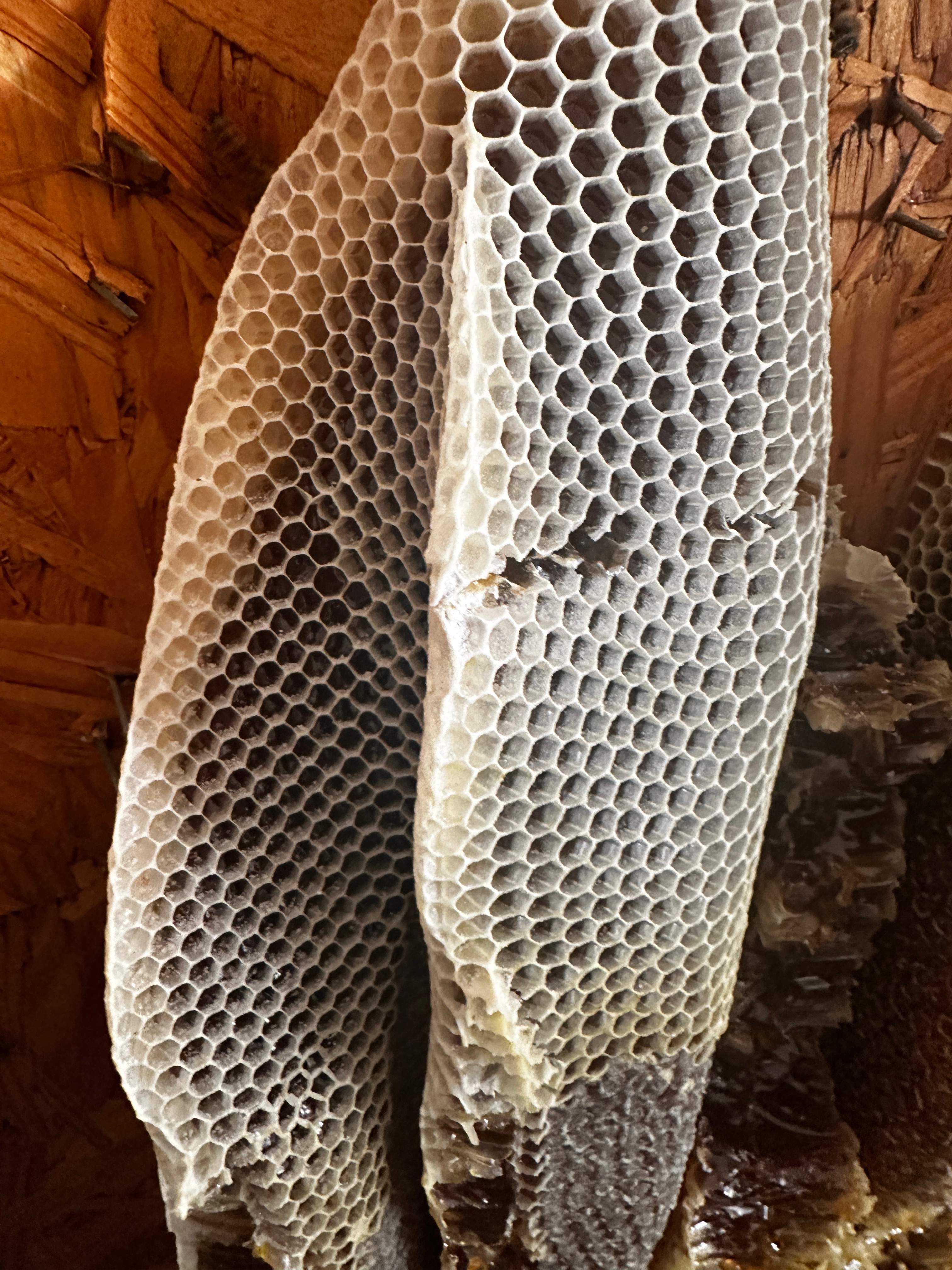 Beautiful Fresh Comb by Rockwall Honey Bee Company
