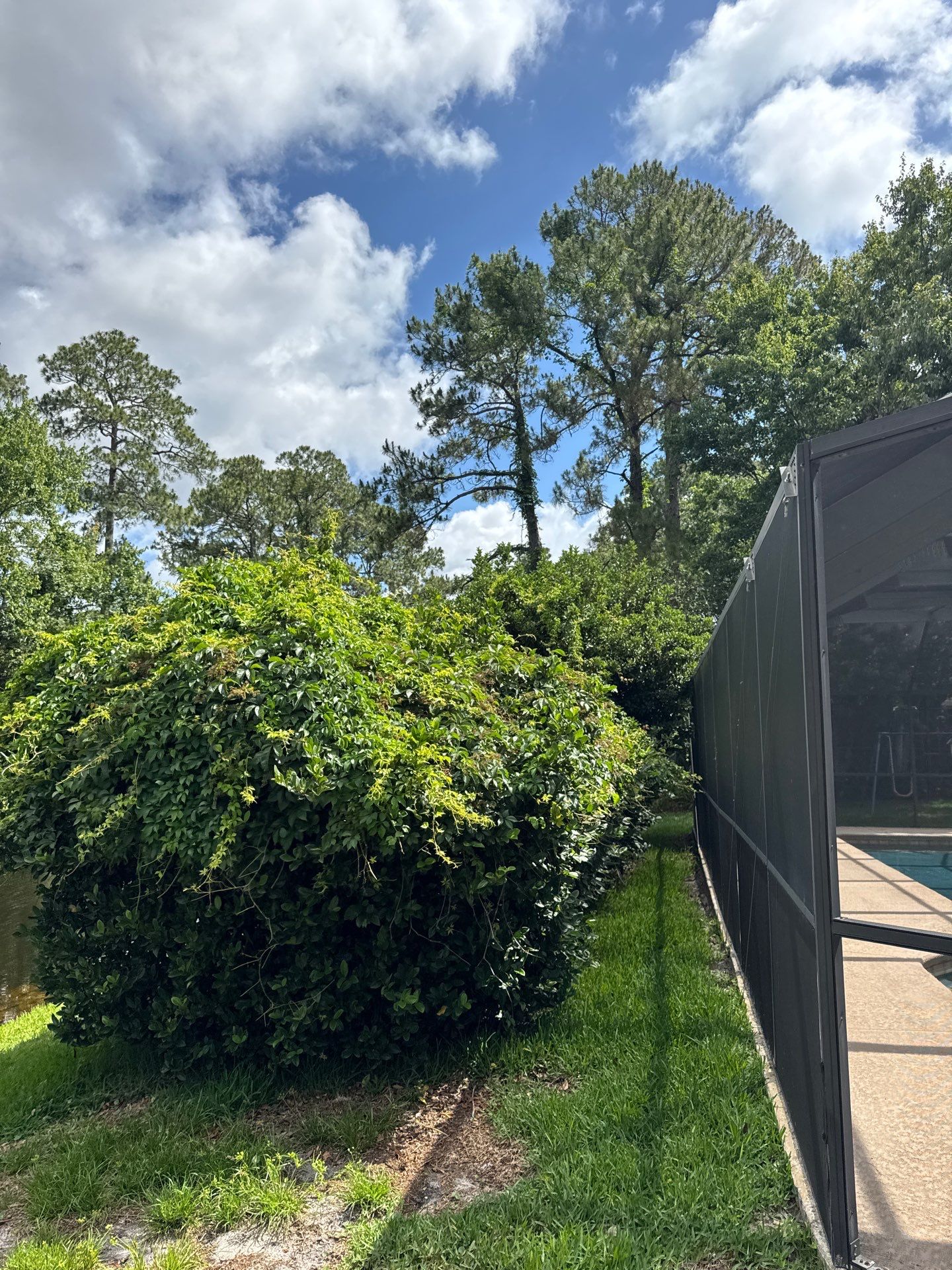Deerwood Resident | Tree Trimming by ProGreen Services
