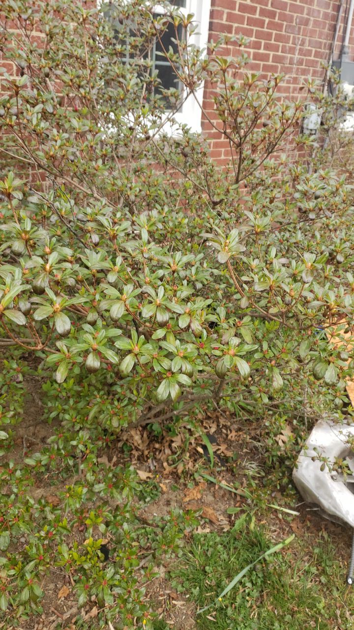 Arlington: CertainTeed Landmark Pro Designer Shingles in Max Def Georgetown Gray by RM Banning, Inc.