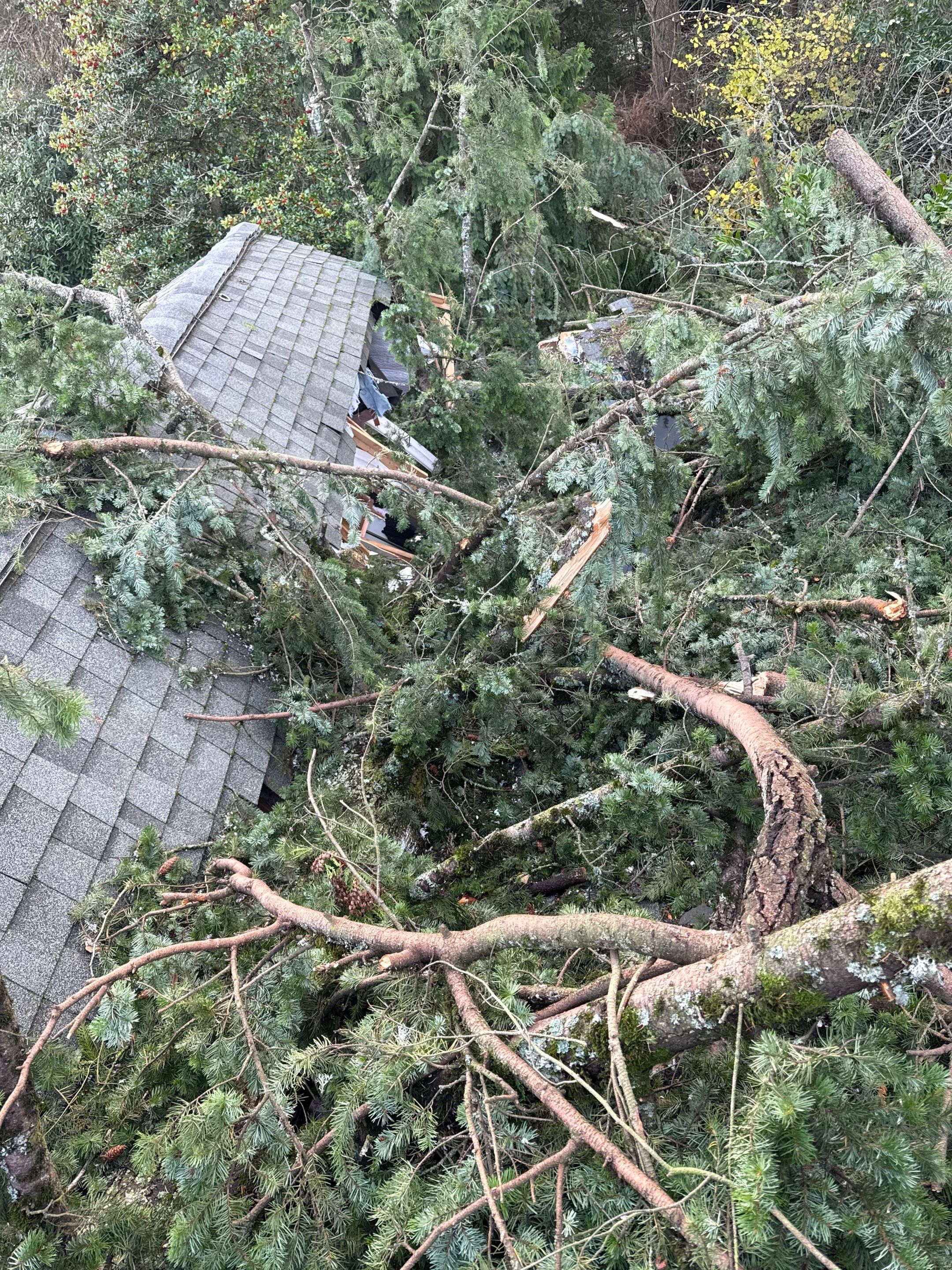 Emergency Tree Removal in Normandy Park – Storm-Damaged Tree on Home (Nov 2024) by Sound Tree Care LLC