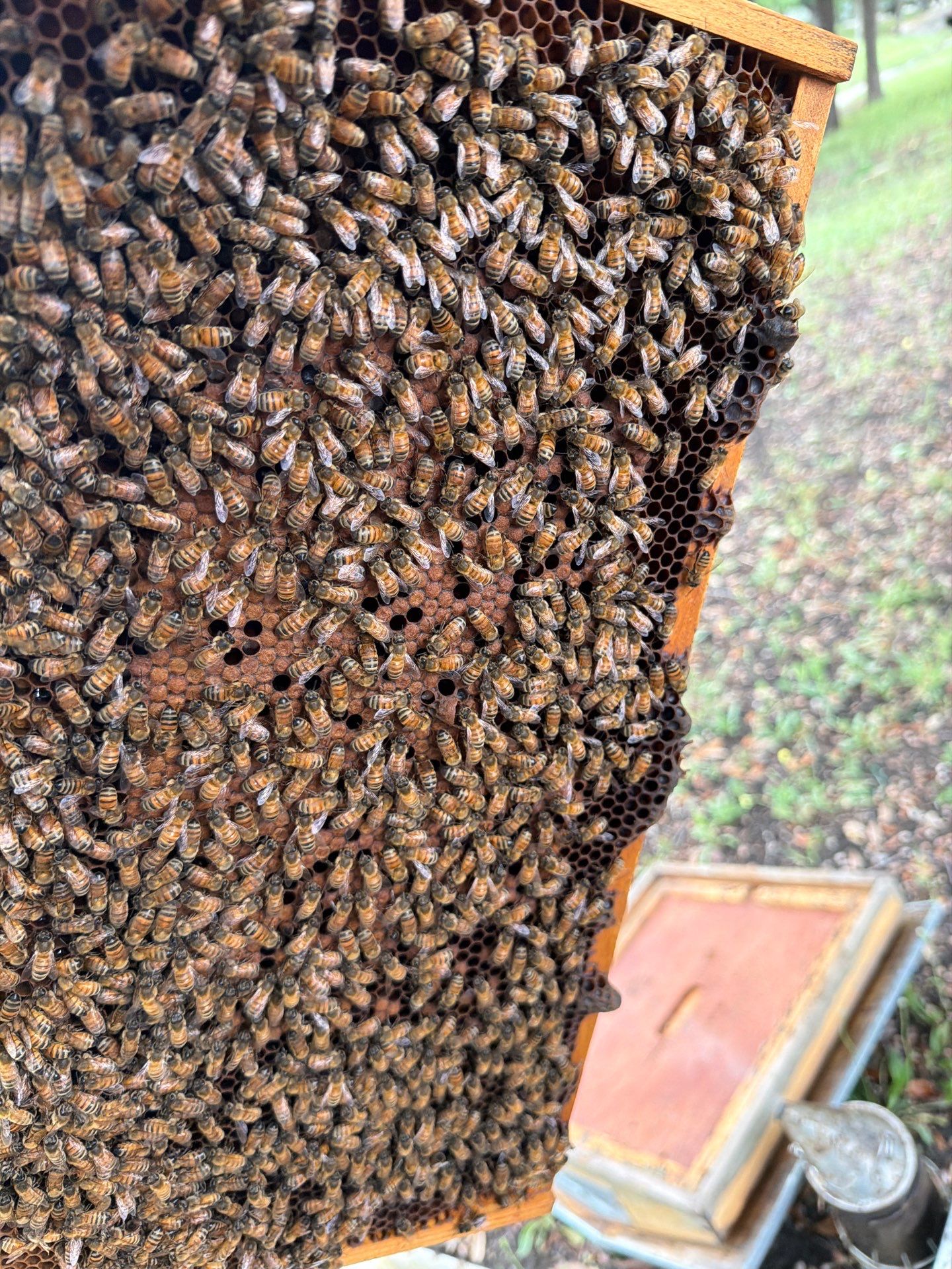 Industrial Bees by Rockwall Honey Bee Company