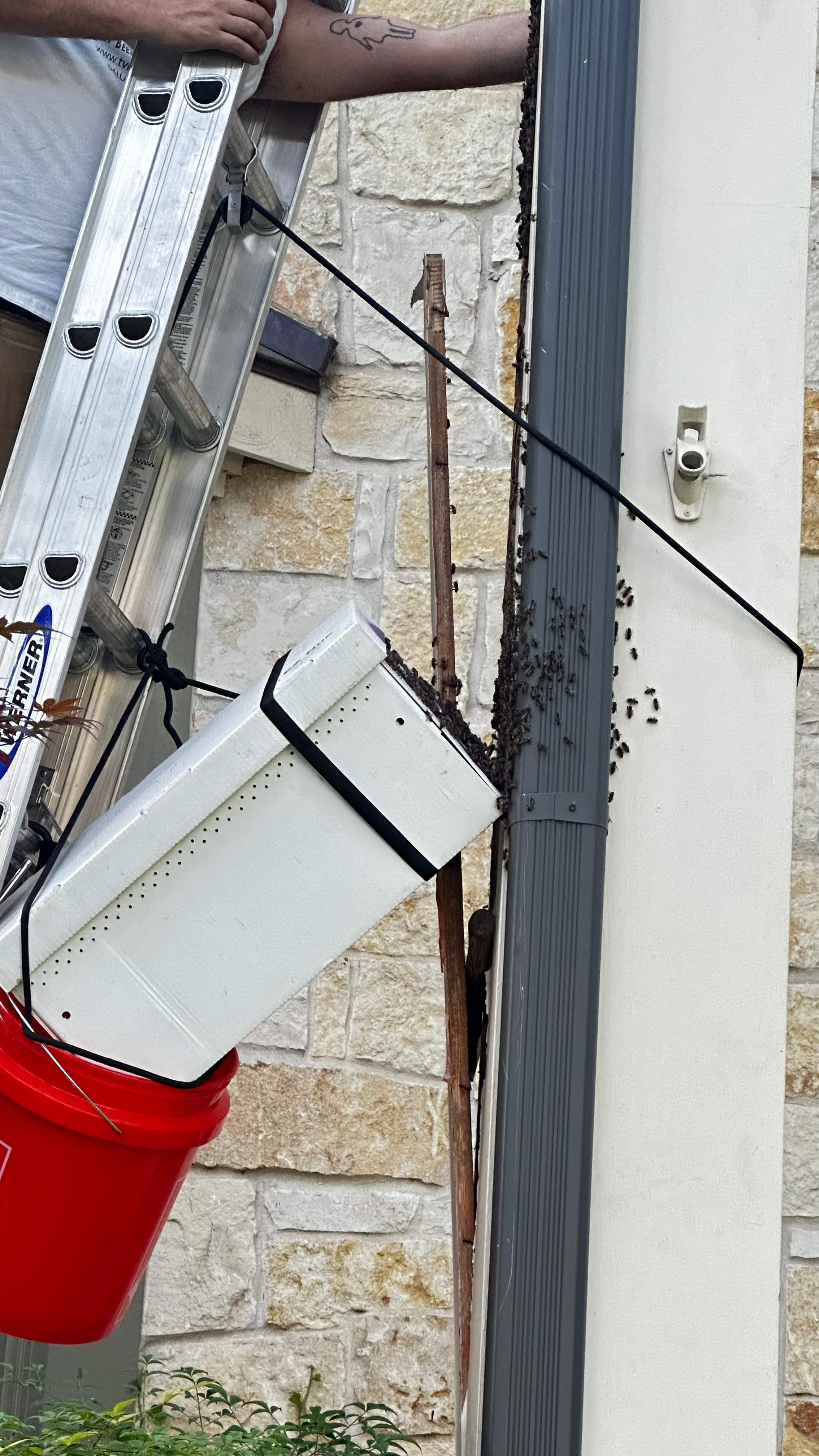 Column Bees by Rockwall Honey Bee Company