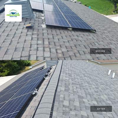 Silver Birch Shingles