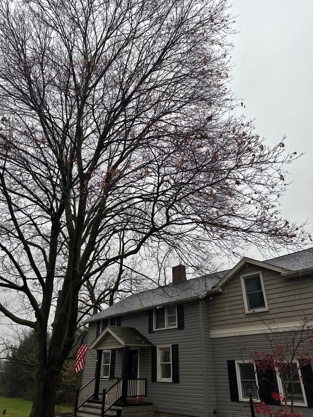 Tree Trimming using Tree Pruing by Mike Jones & Sons Tree Service LLC 