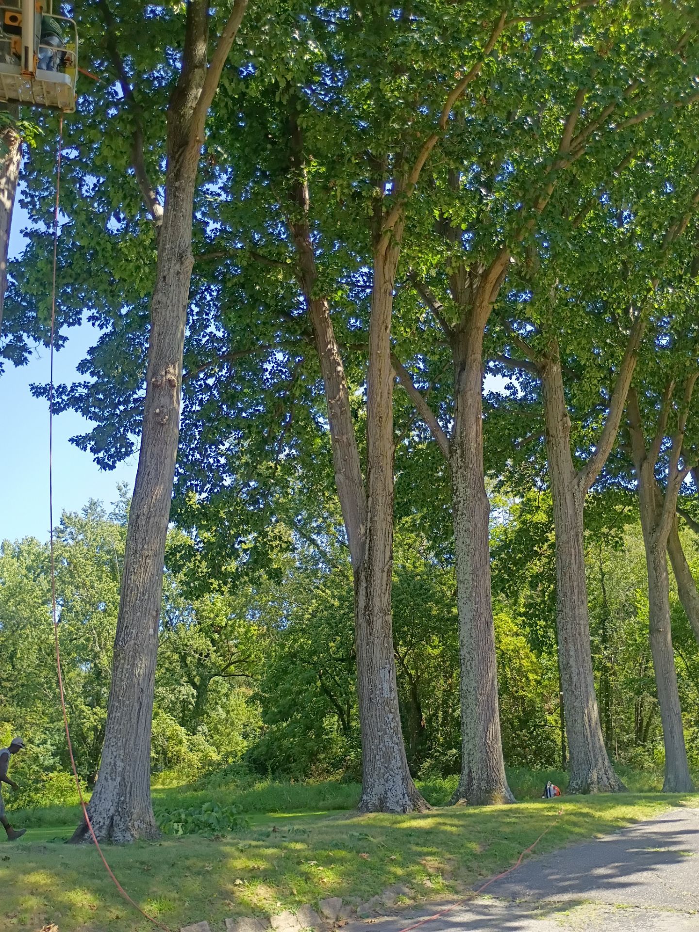 Tree Trimming & Tree Removal in Akron Ohio by Mike Jones & Sons Tree Service LLC 