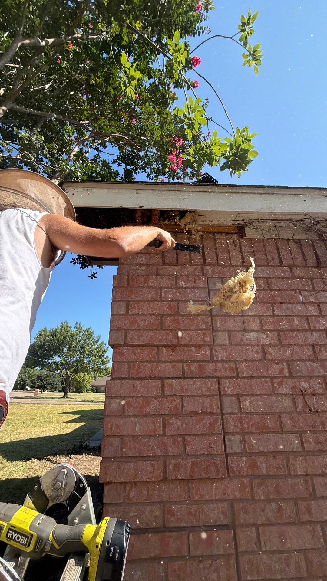 Mississippi Kite Family Supervises by Rockwall Honey Bee Company