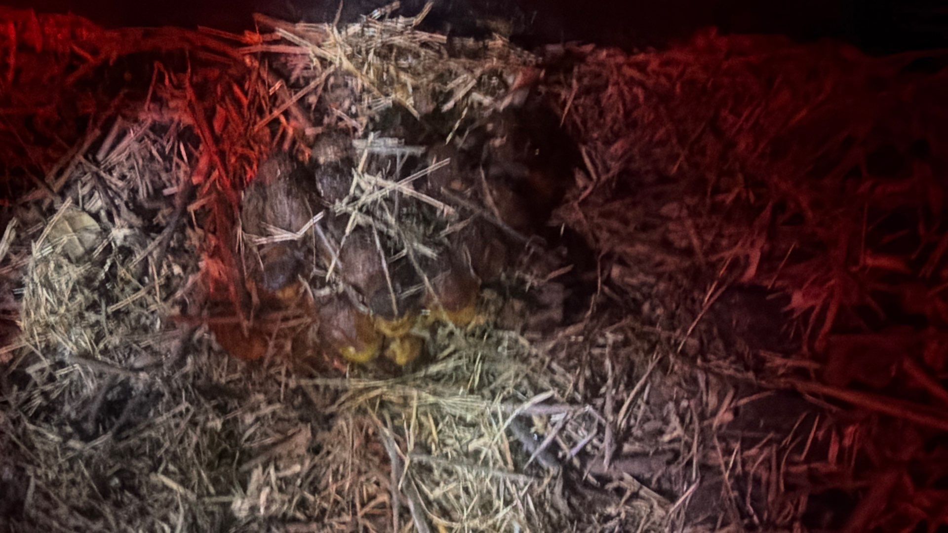Bumble Bees in a Garage by Rockwall Honey Bee Company