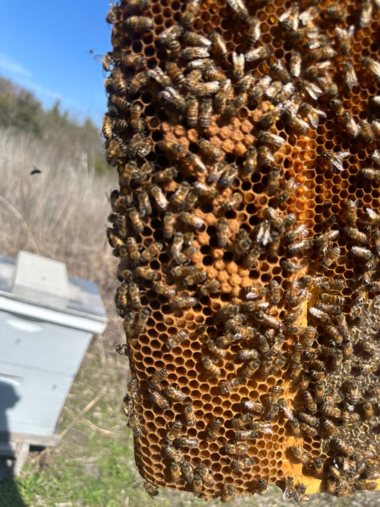 Ag. Exemption in Fate, TX by Rockwall Honey Bee Company