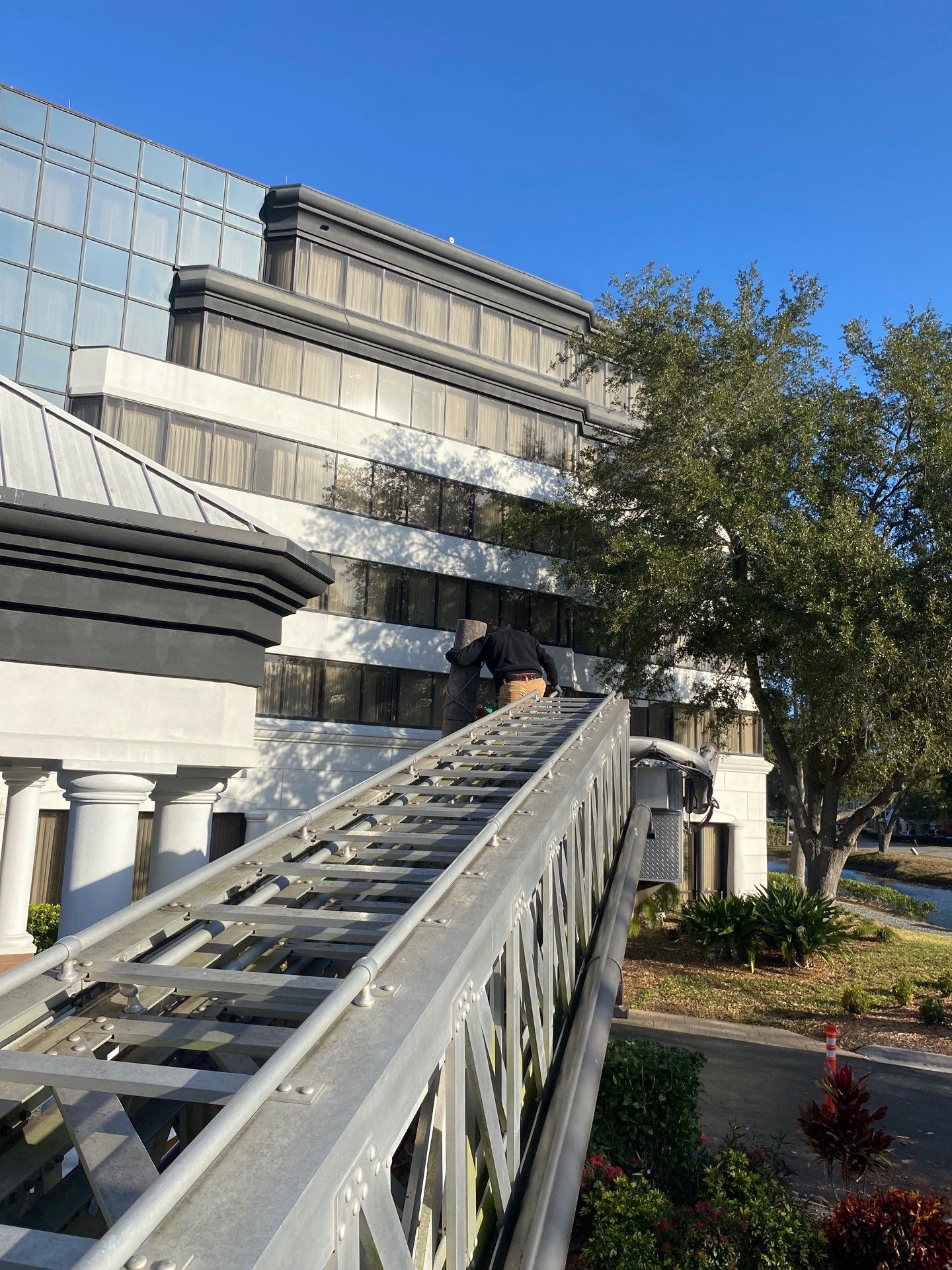 Marriott Hotel | Tree Trimming & Removal by ProGreen Services