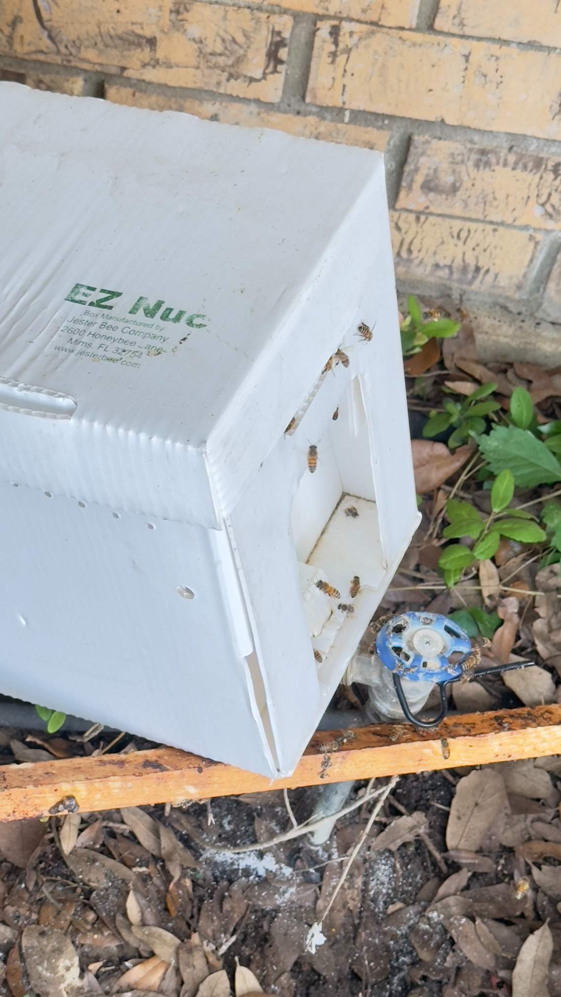 Water Spigot Swarm by Rockwall Honey Bee Company