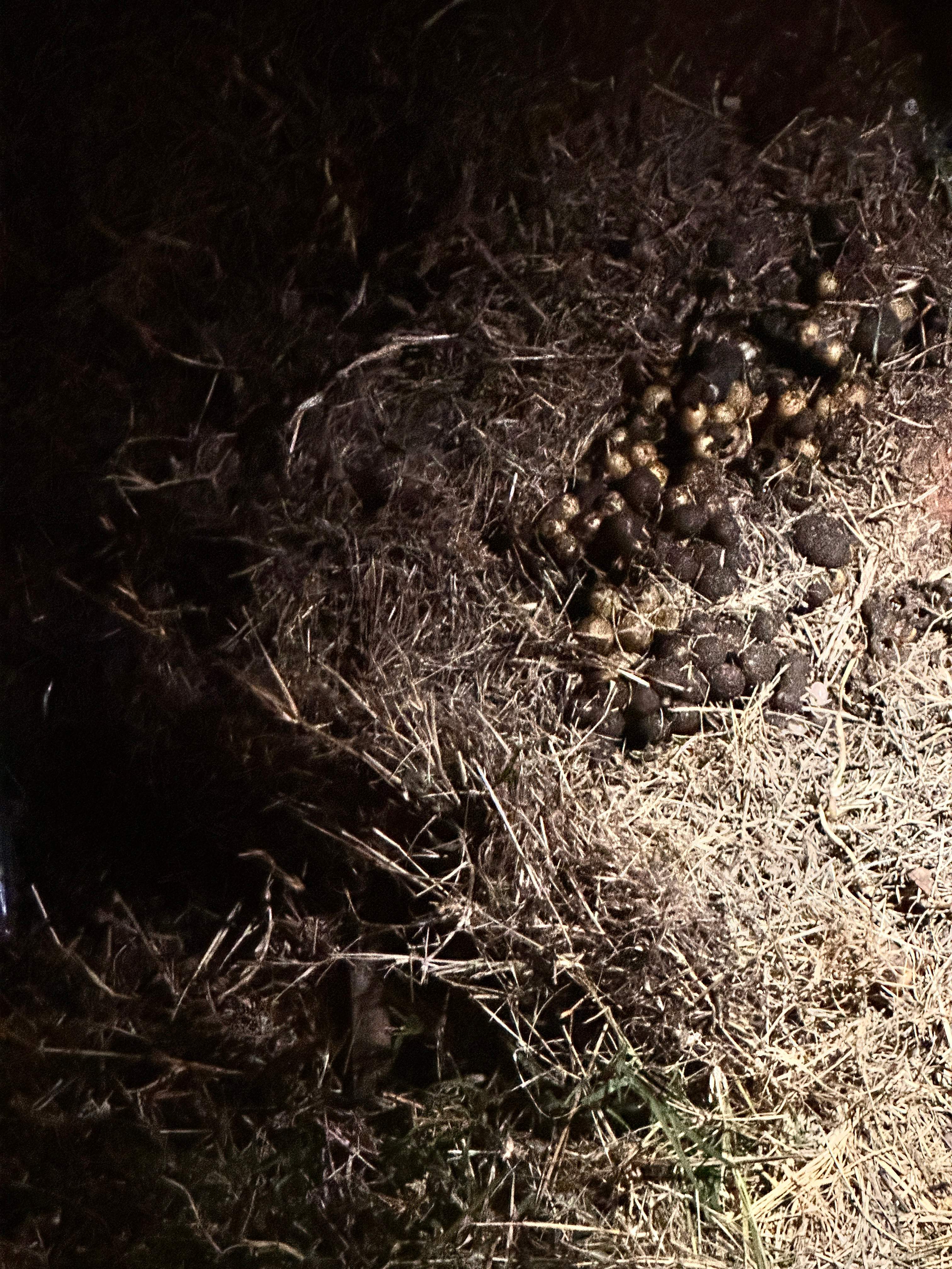 Bumblebees! by Rockwall Honey Bee Company