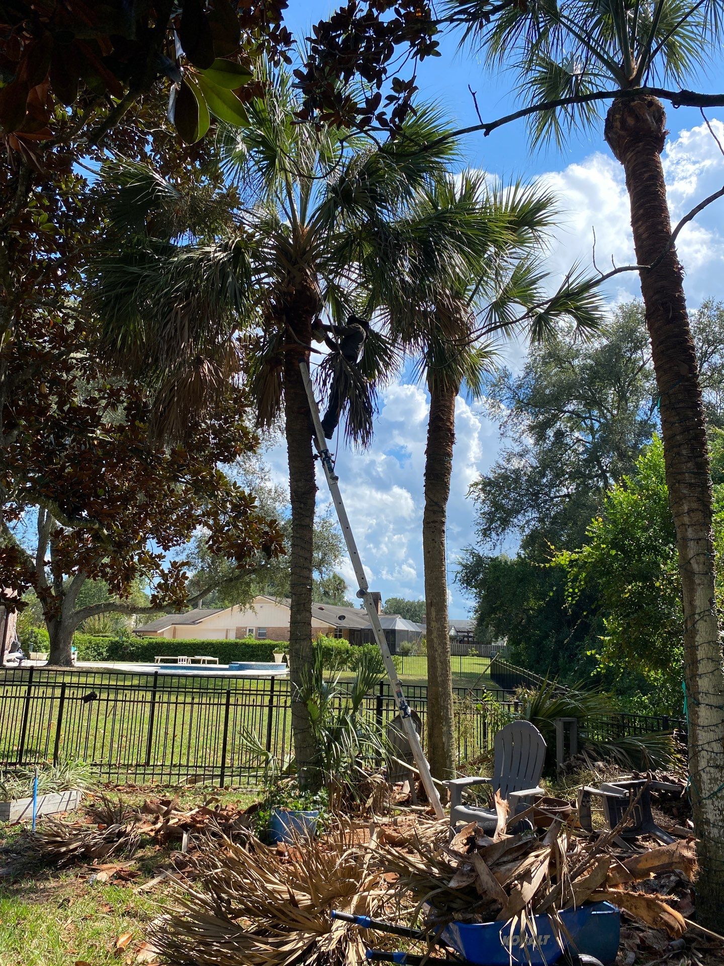 Deerwood Resident | Palm Tree Trimming by ProGreen Services
