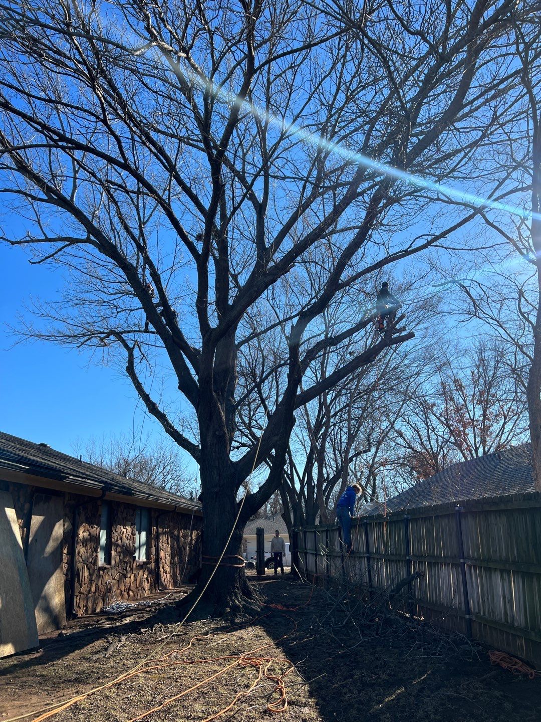 Large Oak Removal by Clays Services Inc
