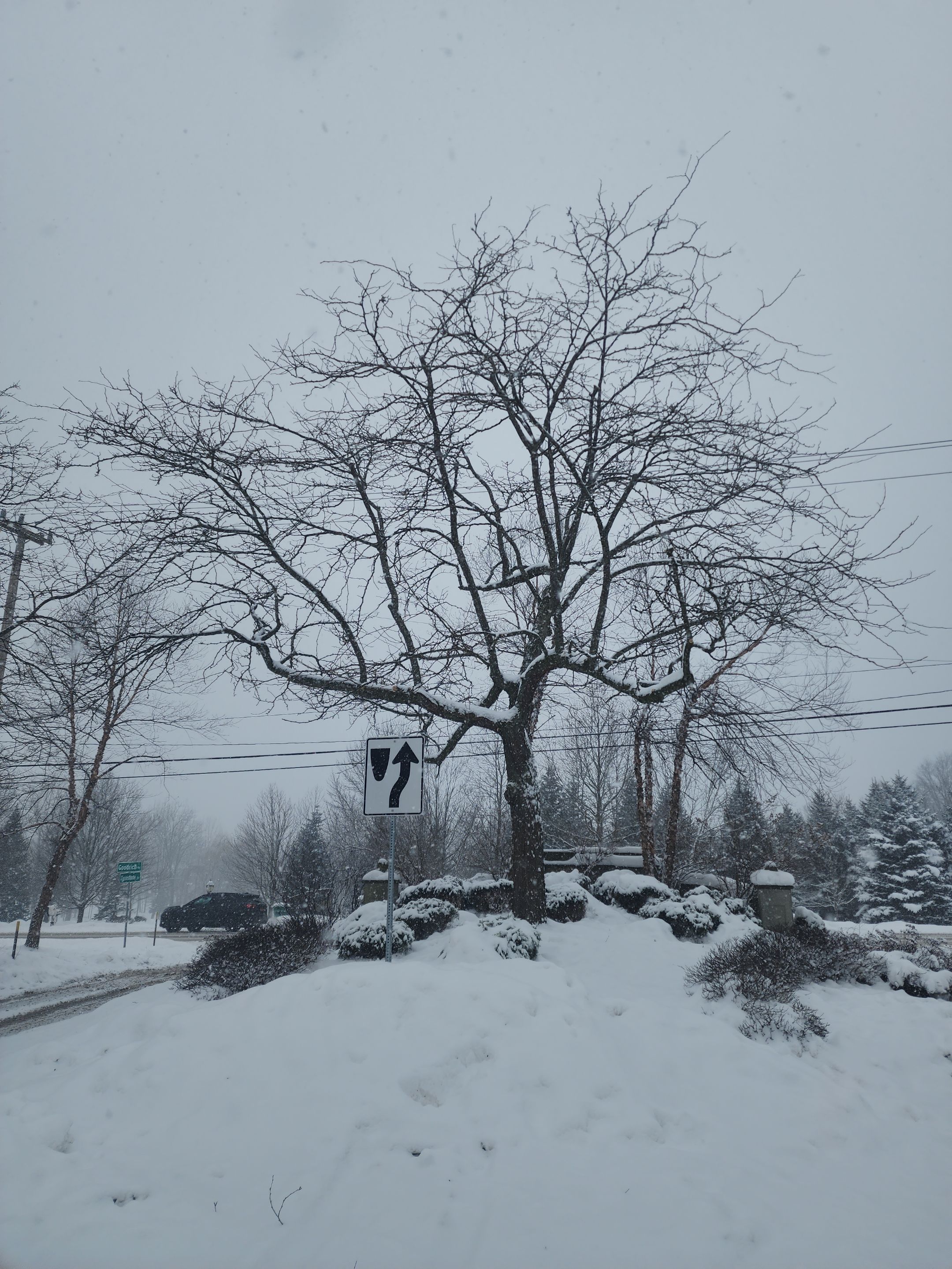 Tree Removal and Pruning by Treeman Tom LLC